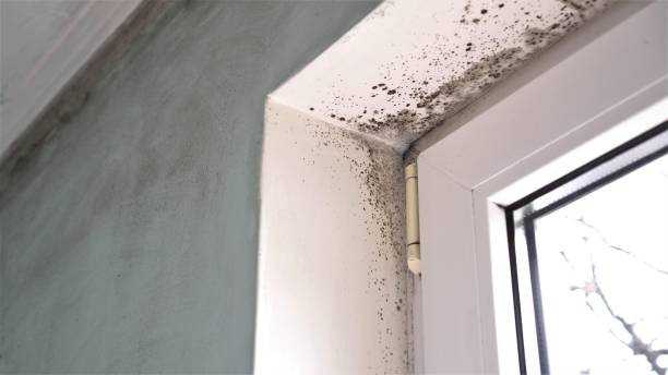 Best Mold Odor Removal Services  in Cohoes, NY