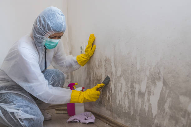 Best Attic Mold Removal  in Cohoes, NY