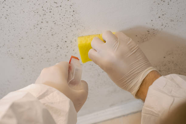 Best Mold Damage Restoration  in Cohoes, NY