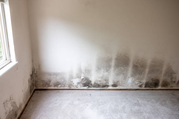 Best Environmental Consulting for Mold Prevention  in Cohoes, NY